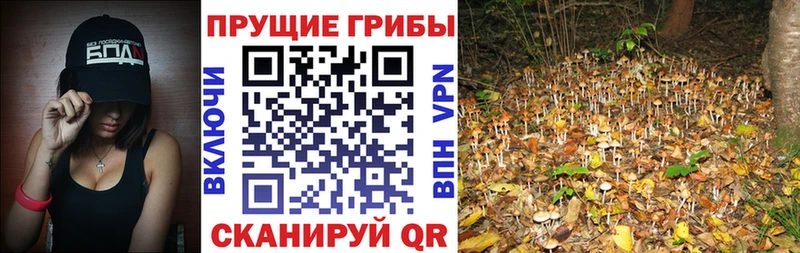 Галлюциногенные грибы MAGIC MUSHROOMS  Цивильск 